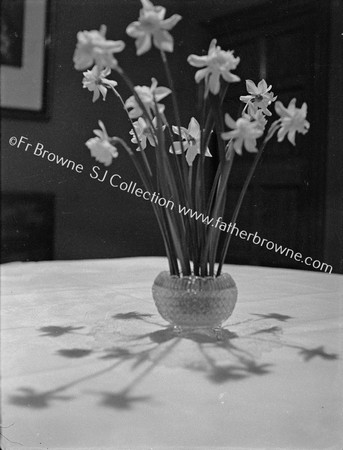 BOWL OF DAFFODILS